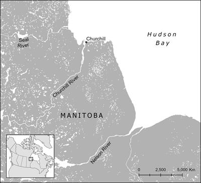 Beluga whale (Delphinapterus leucas) behaviour in the presence of whale-watching vessels